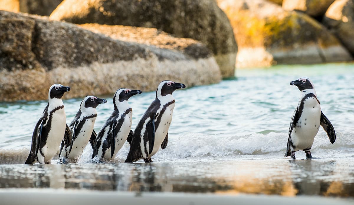 7-Day Classic Cape Town & Kruger Safari