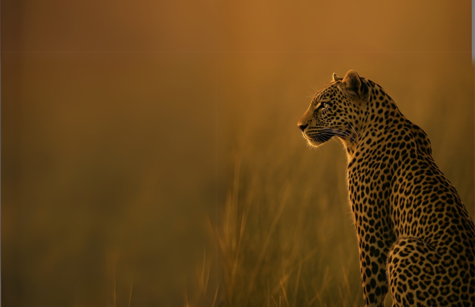 Top Luxury Safari Destinations in Africa & Private Wildlife Tours