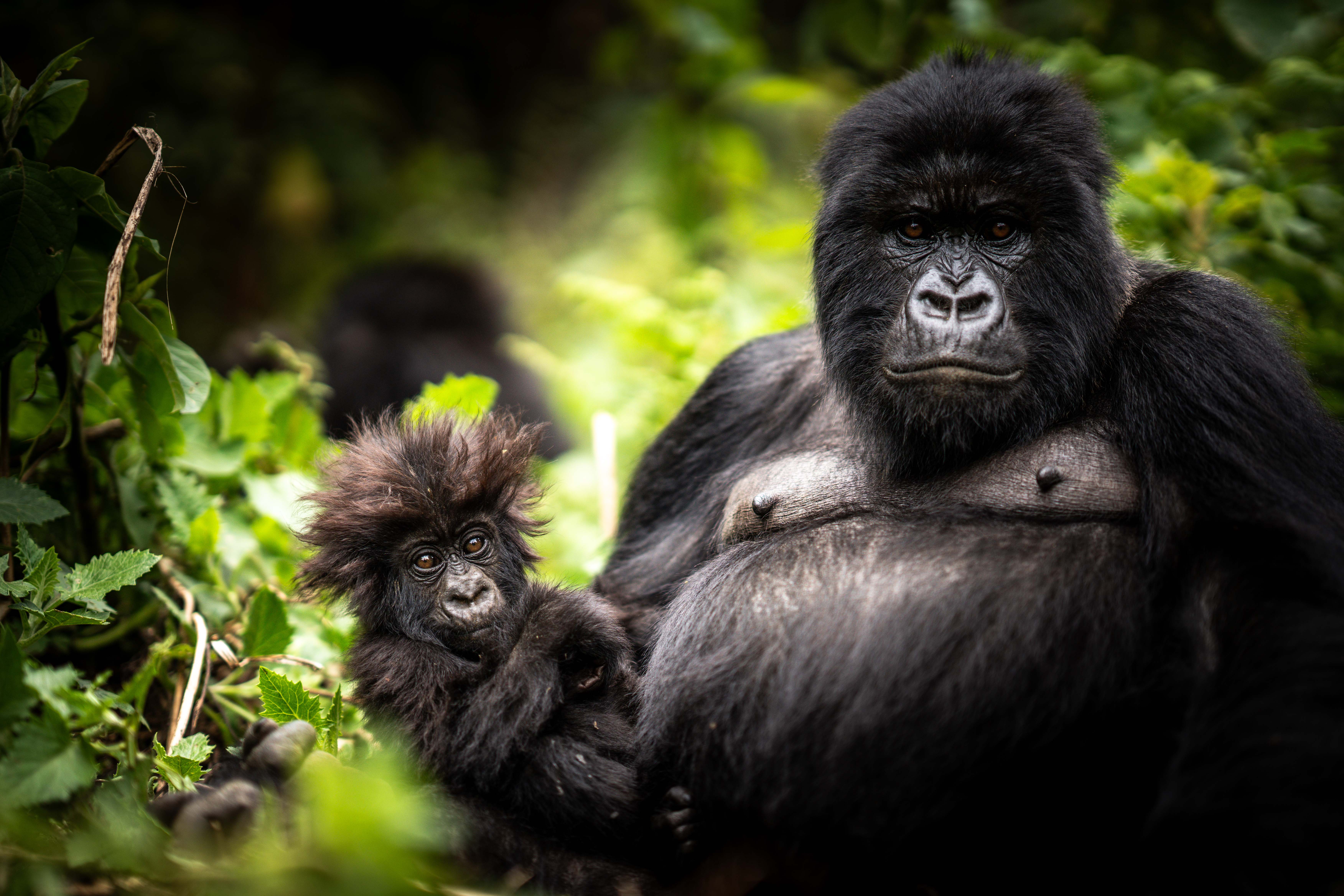 Luxury Safari Rwanda and Gorilla Trekking Tours