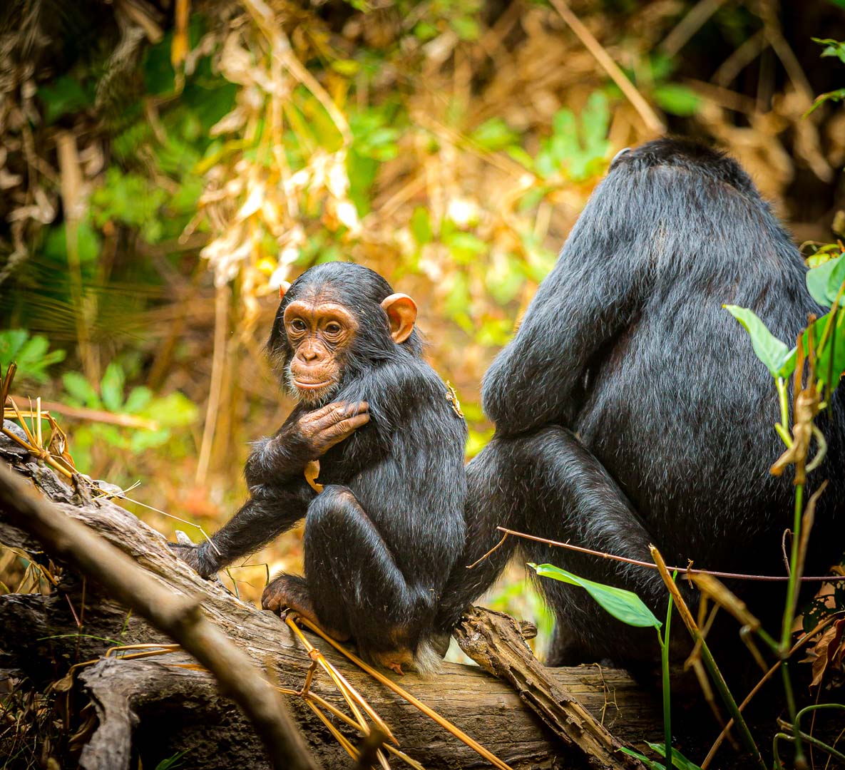 Luxury Safari Uganda