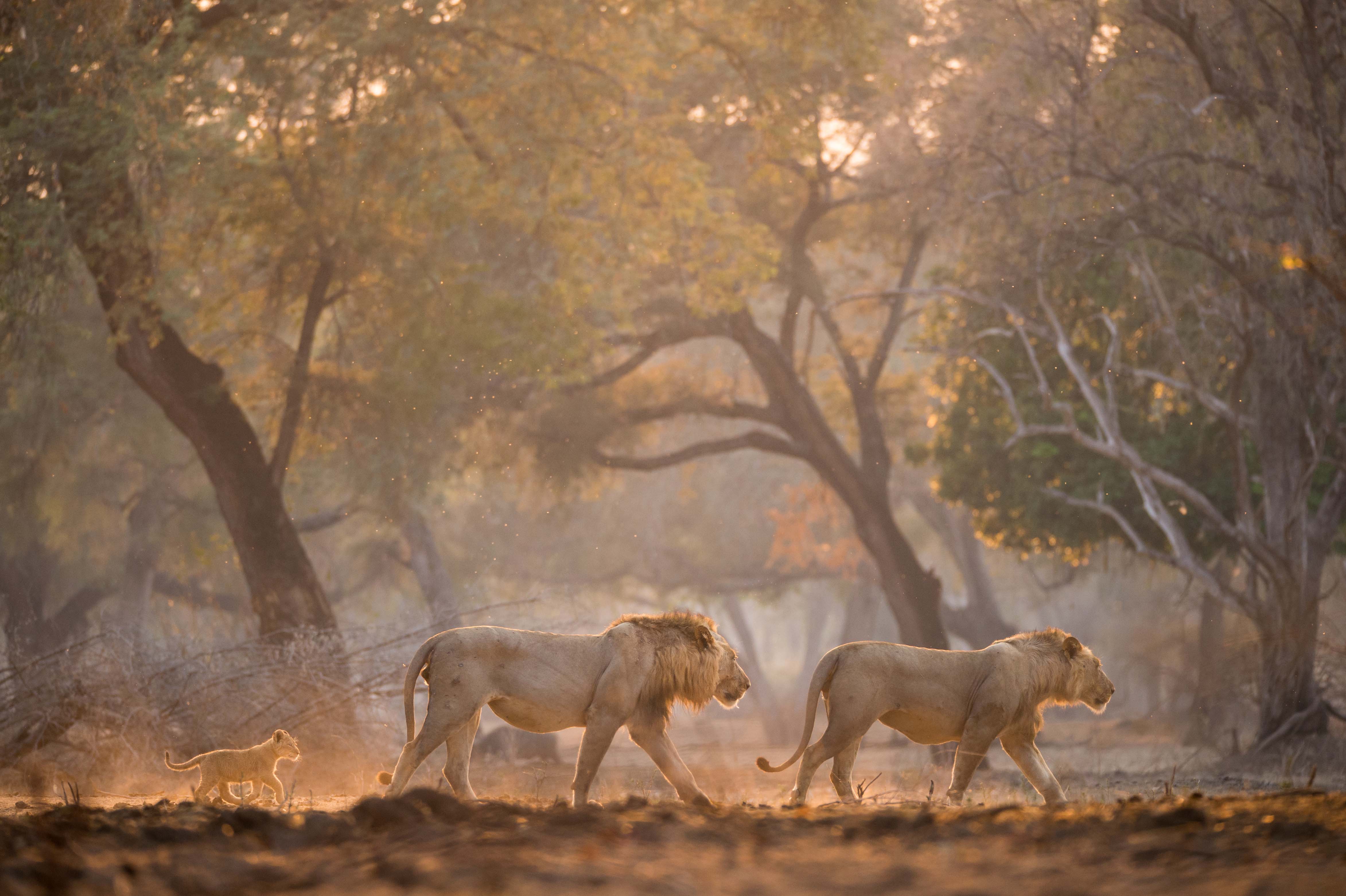 Luxury Safari Zambia