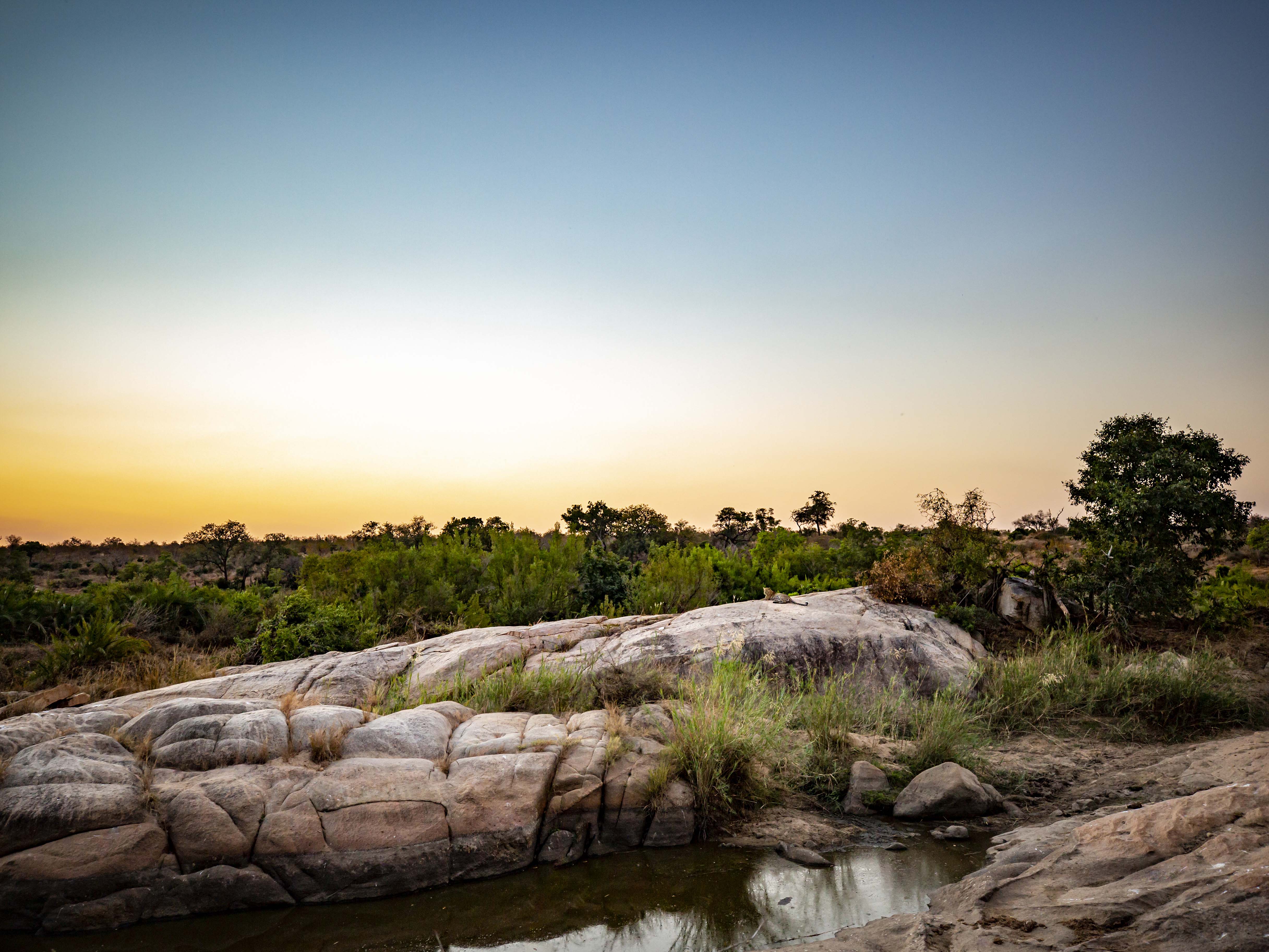 Leopard on a Luxury African Safari