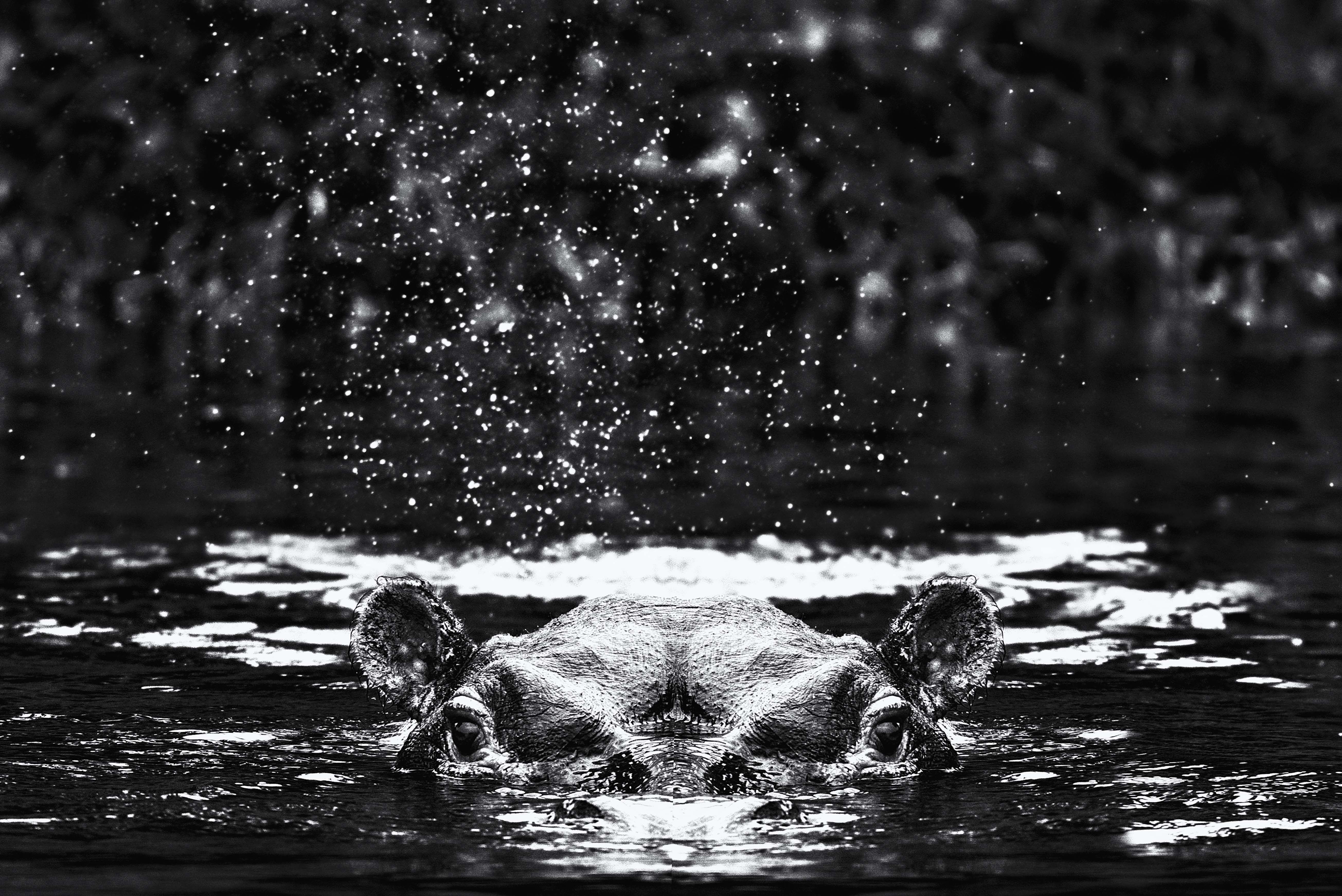 Hippo on a Luxury African Family Safari