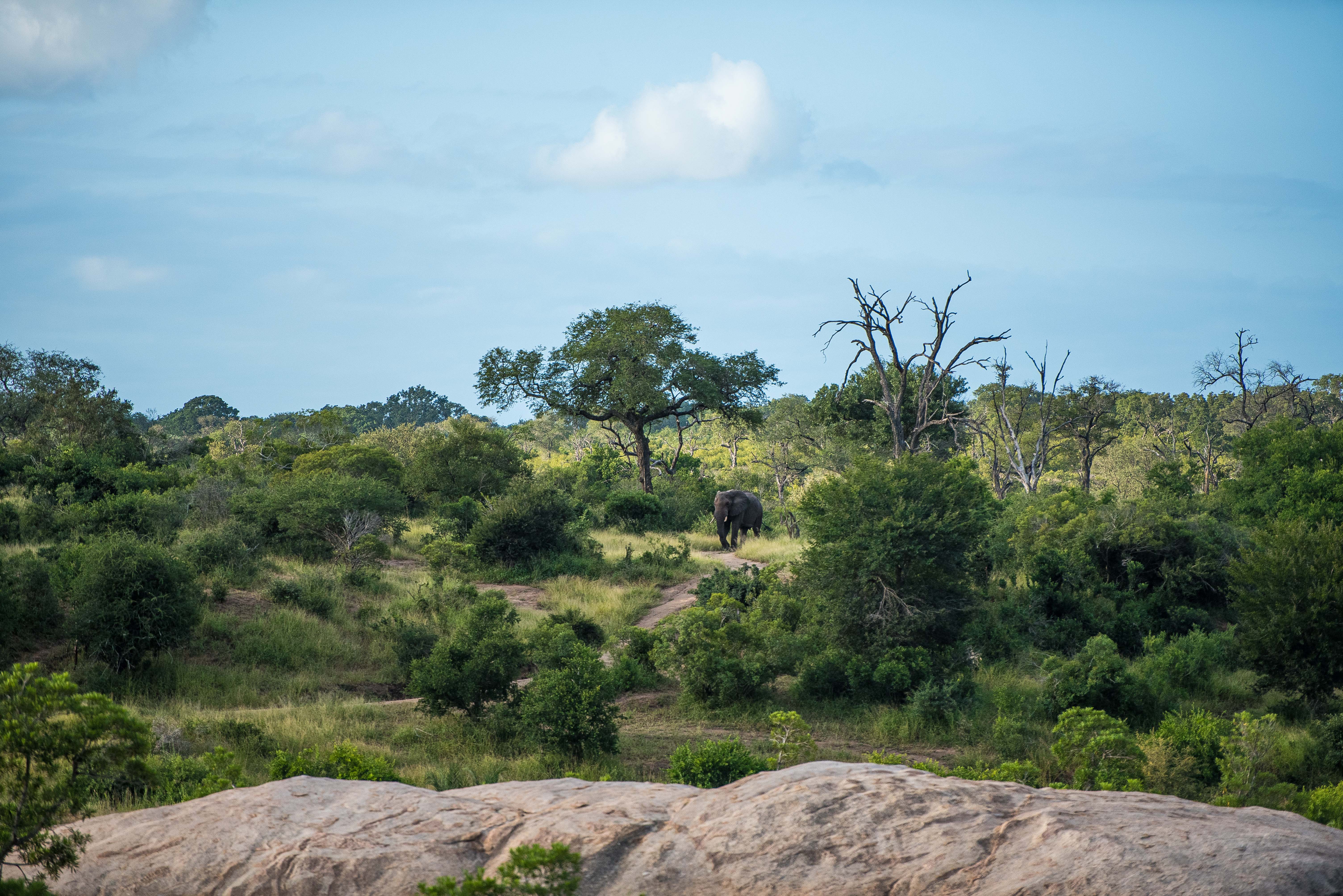 Elephant on a Luxury African Photographic Safari