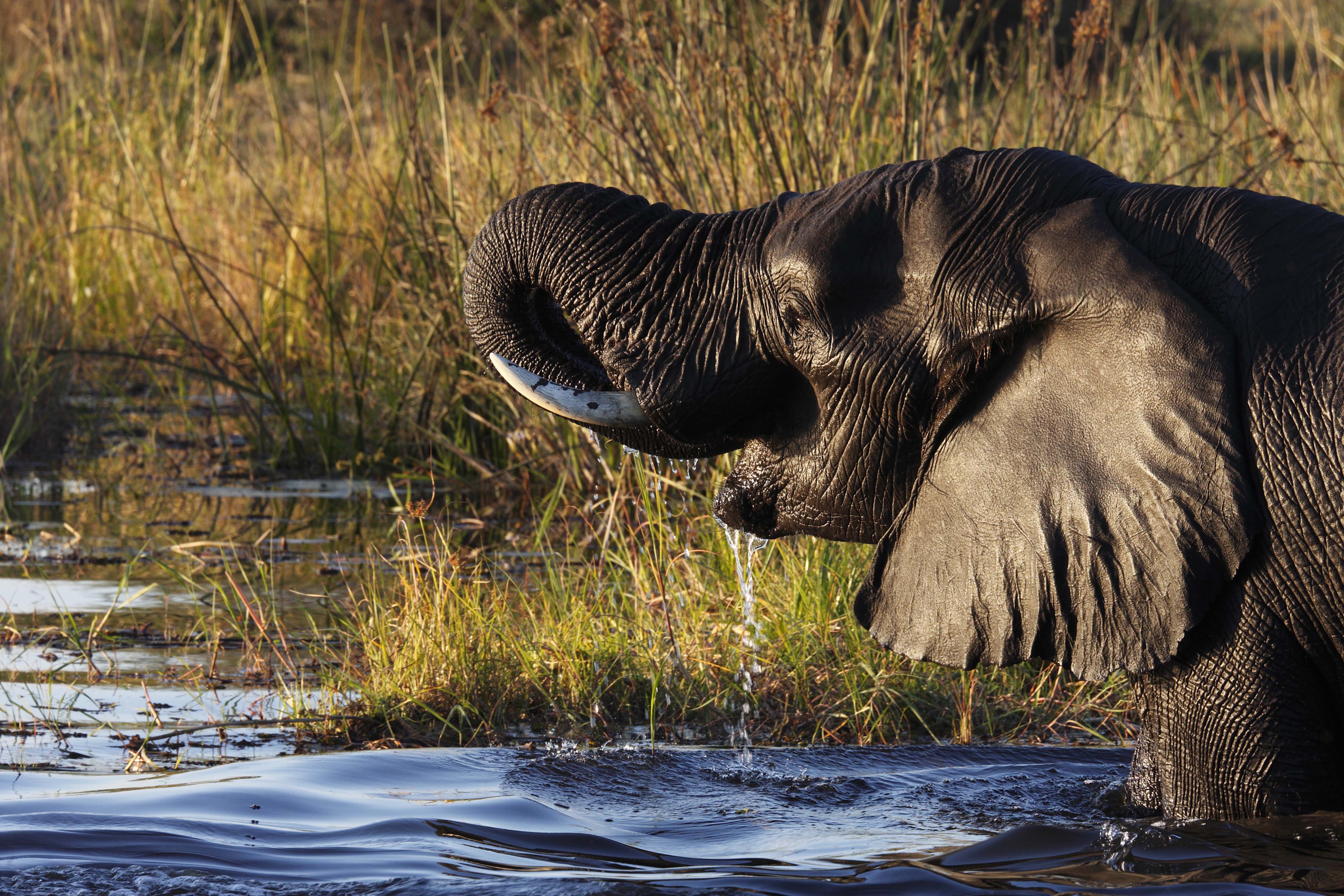 Luxury African Safari in the Okavango Delta