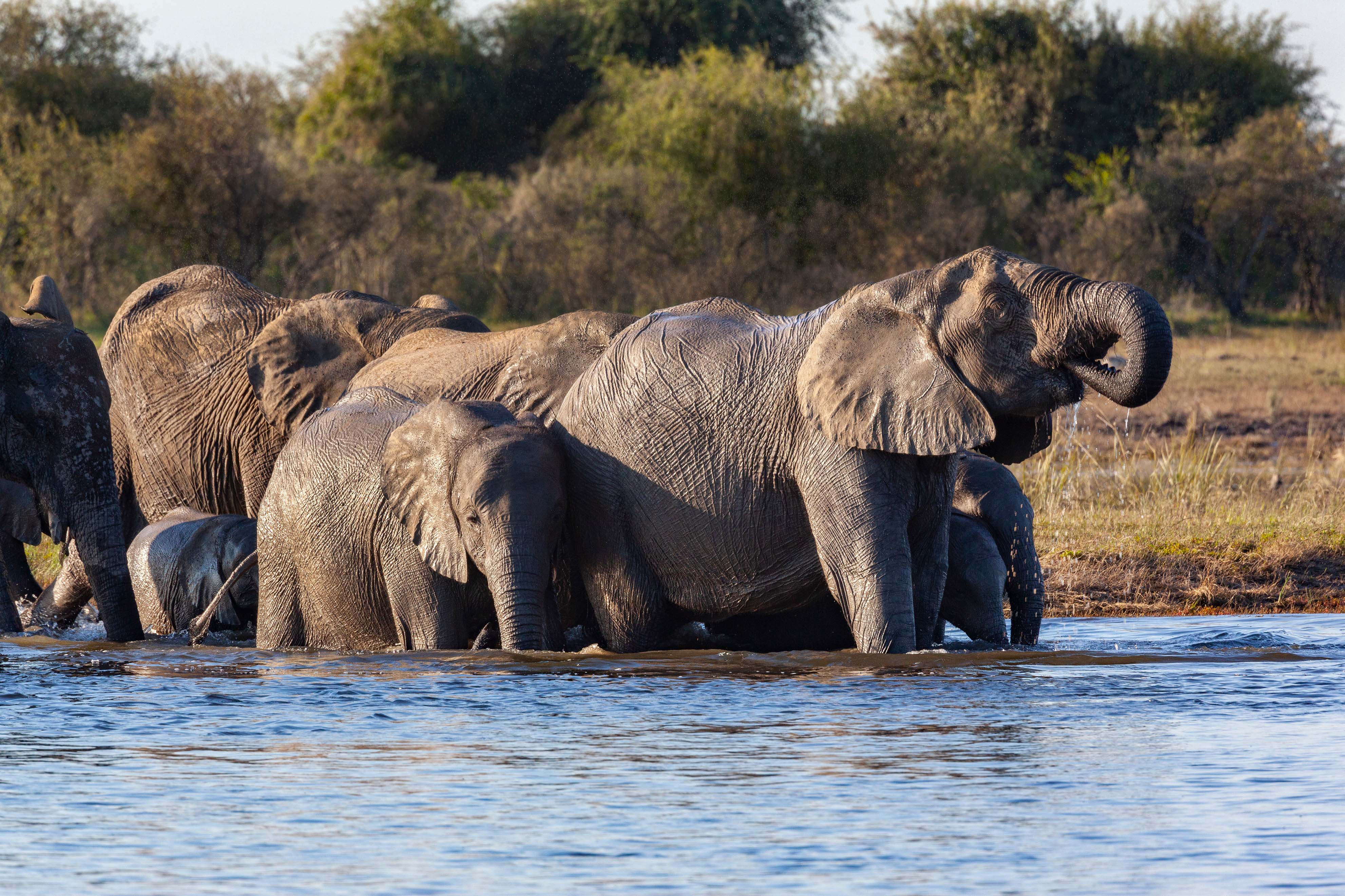 Botswana Elephant on a Luxury Okavango Delta Safari
