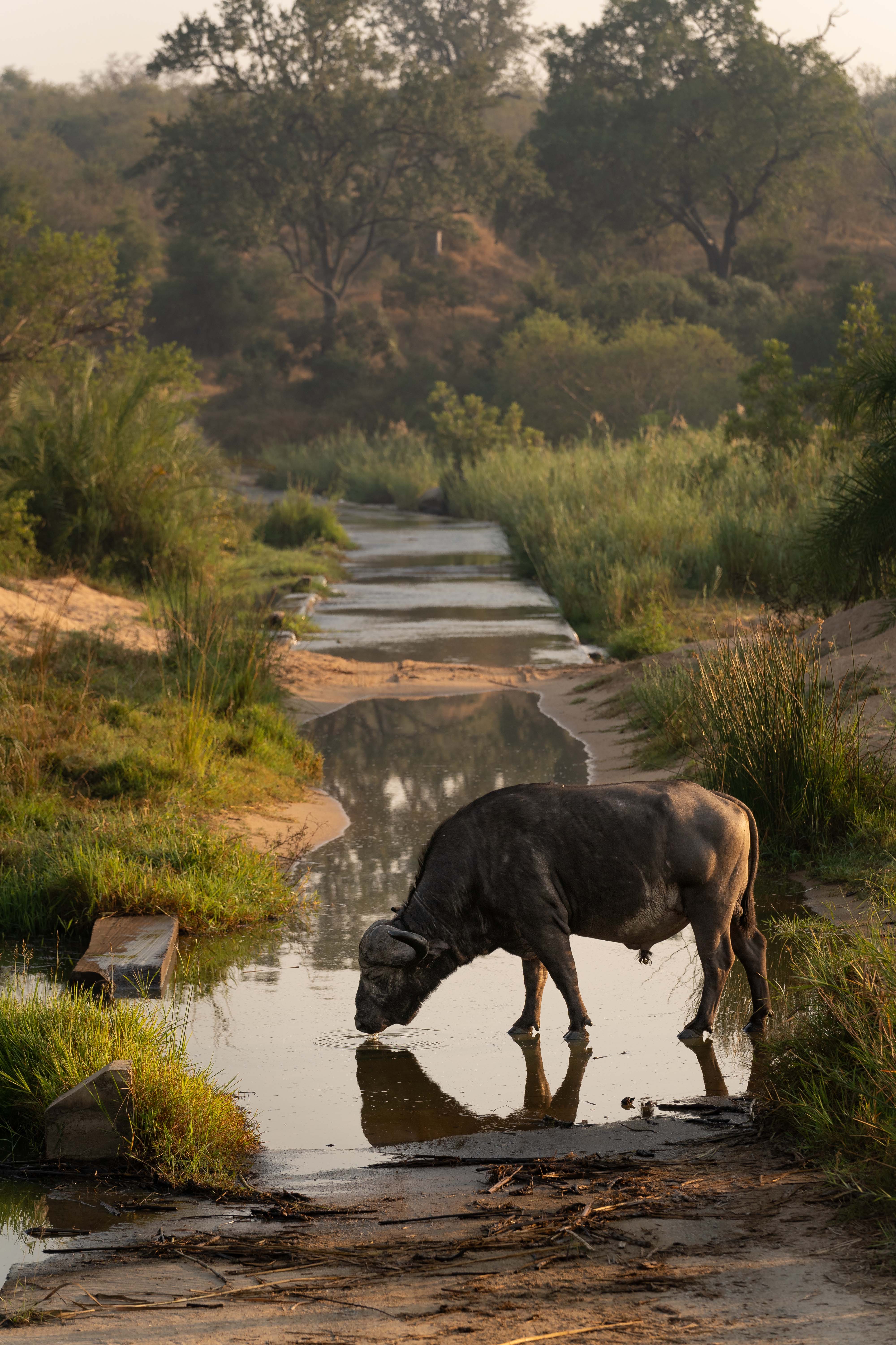Buffalo during a Luxury Photographic Safari