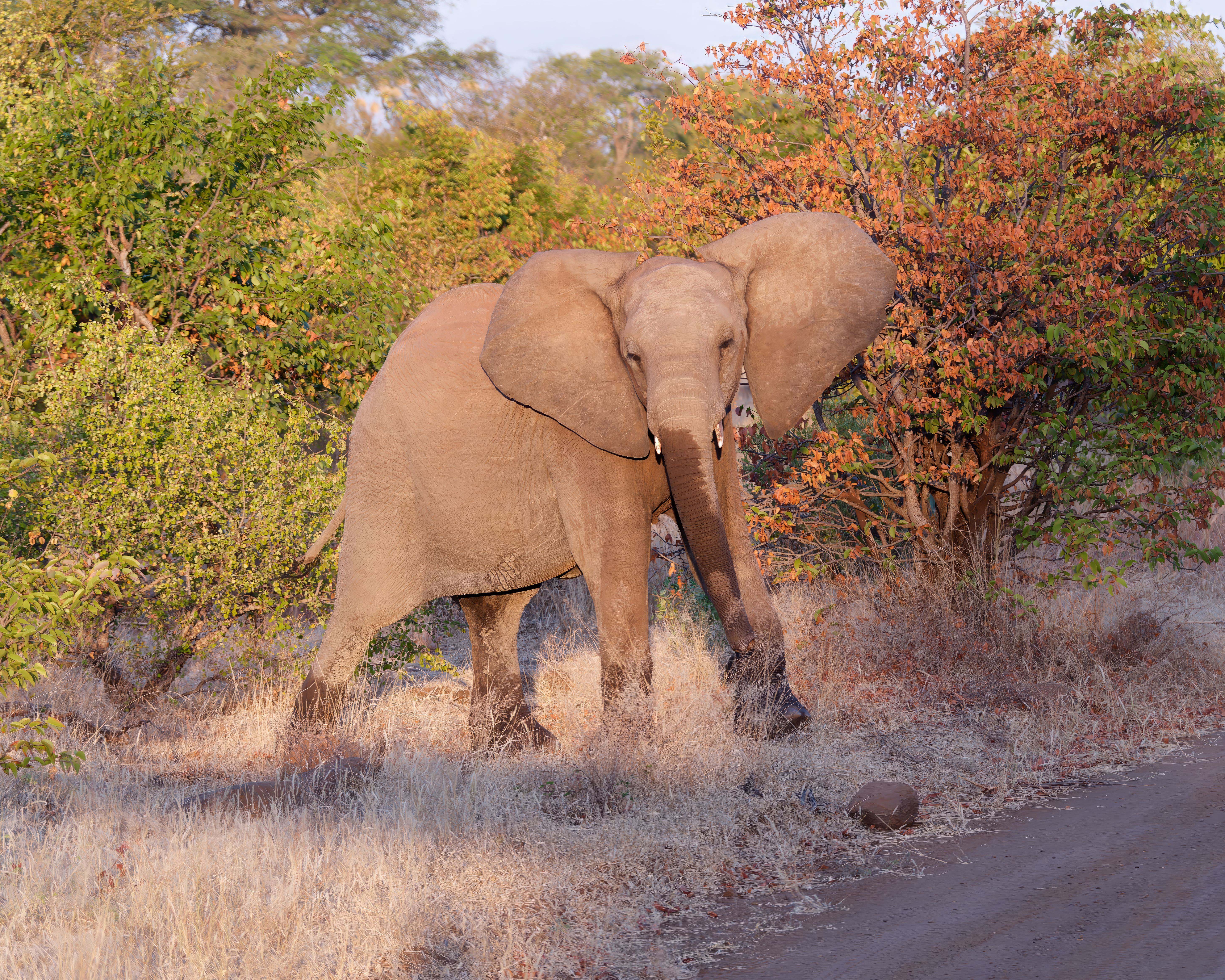 Young Elephant on a Luxury Safari in Zambia