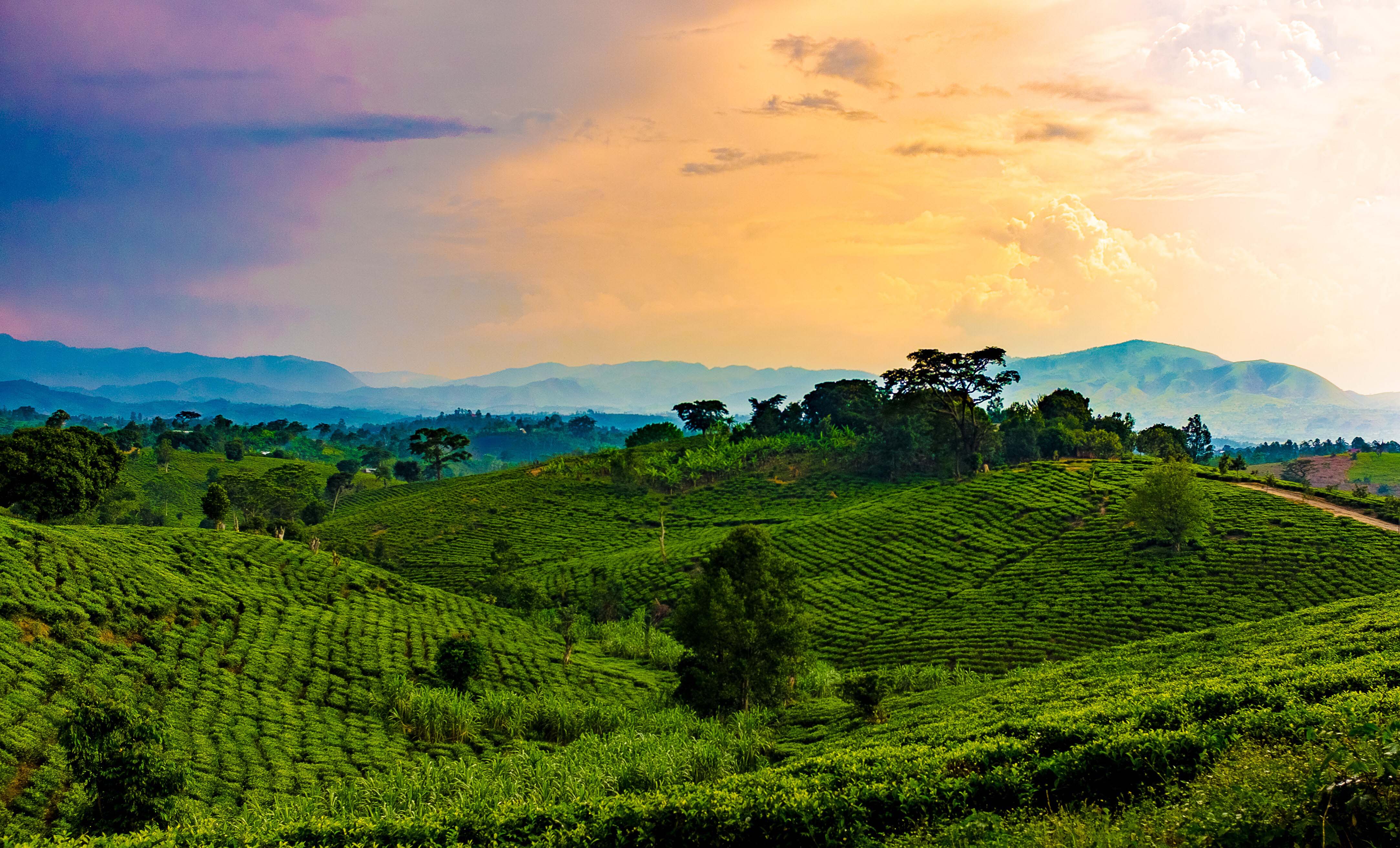 Rolling Hills of Uganda and Rwanda