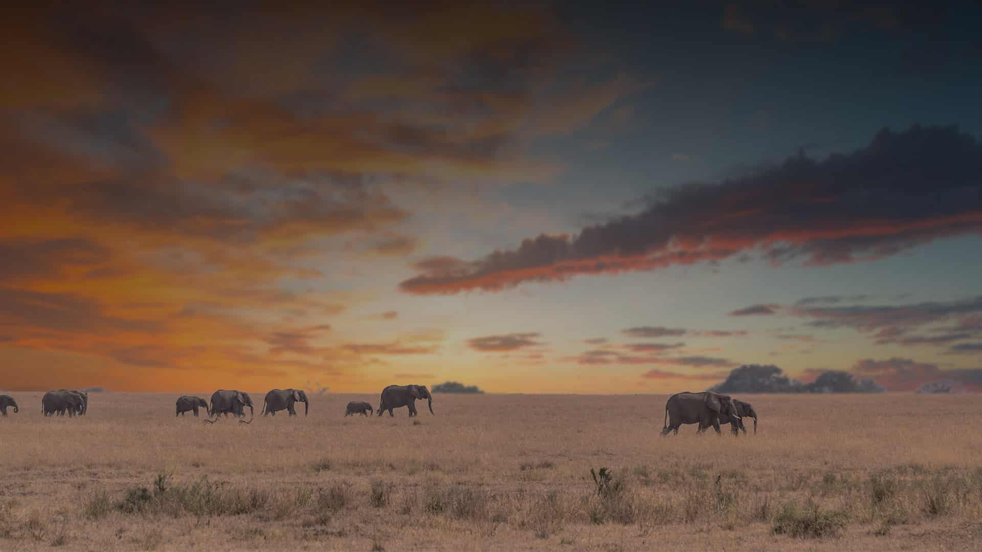 Elephant walking while on safari in Africa