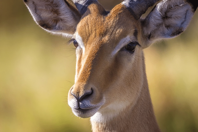 safari, antelope, botswana
