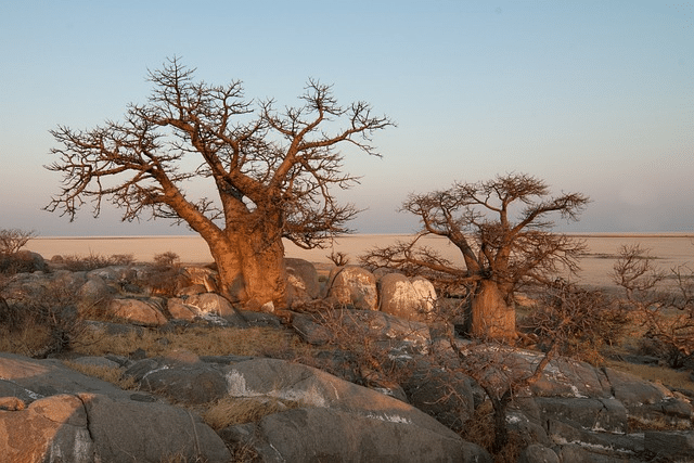 botswana, baobab, baobab tree
