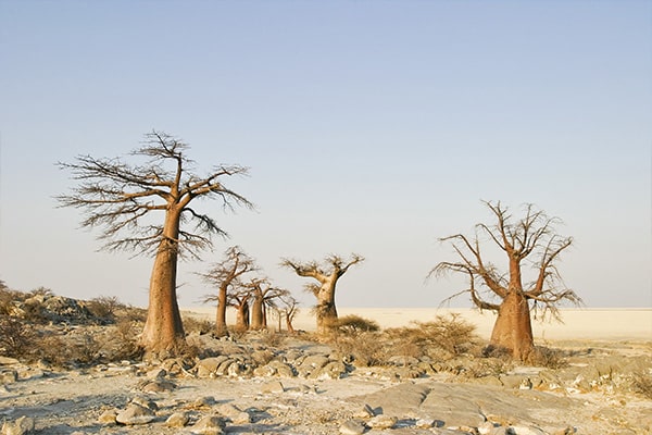 Magical Botswana Experiences Visit the Ancient Baobabs