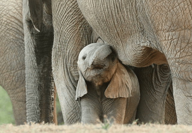 elephants, baby elephant, safari