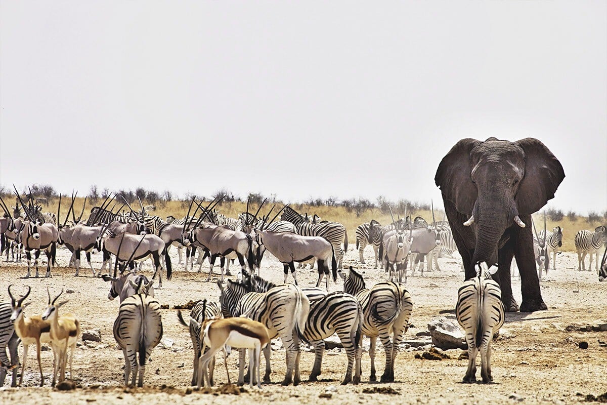 safari etosha namibia