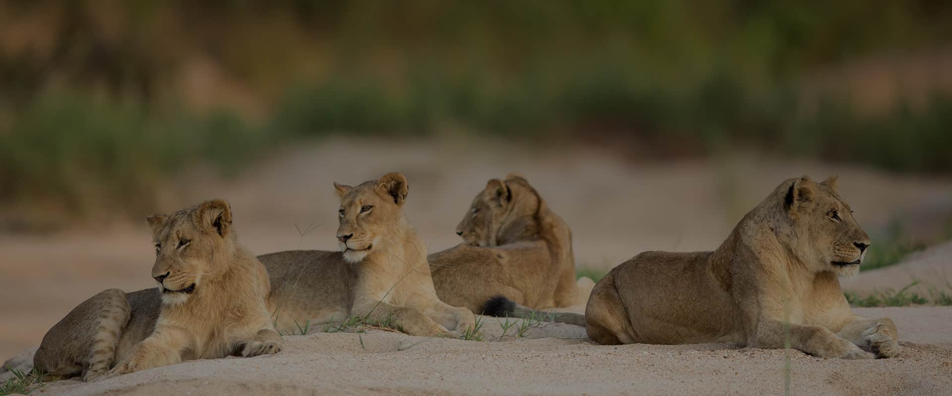 Best African Safari Destinations