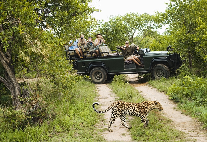 Top African Safaris