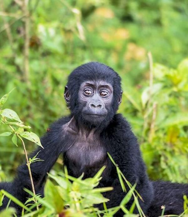 Ultimate Uganda Gorilla Trekking