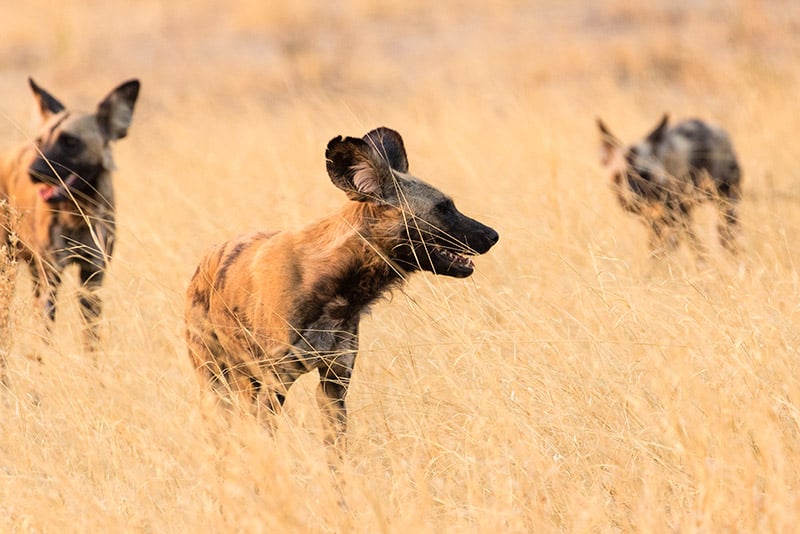 African Wild Dog in Botswana