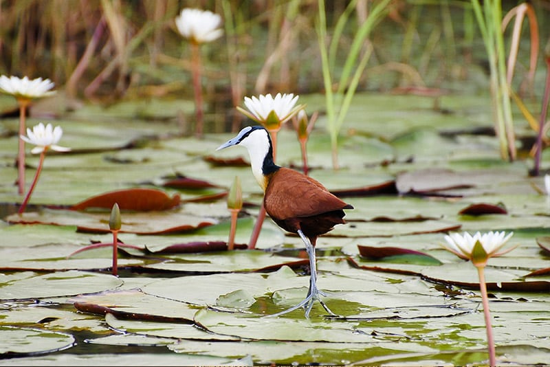 Birds in the Okavango Delta 