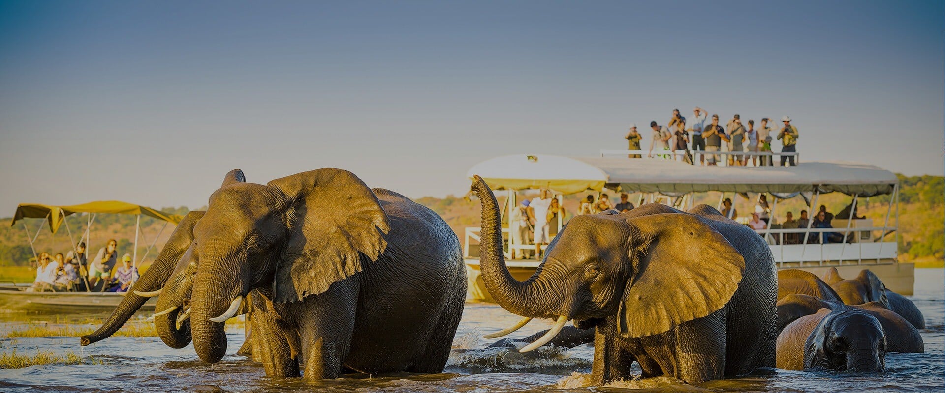 Elephant on a boat cruise while on safari in Chobe