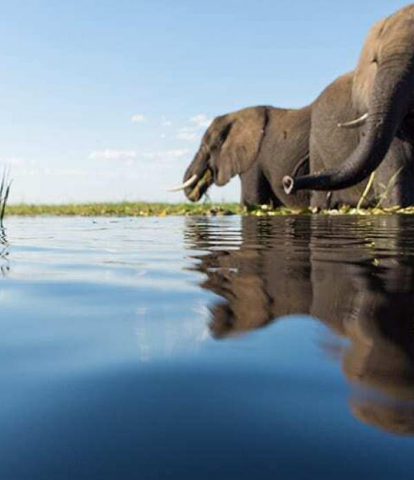 Botswana Photo Safari