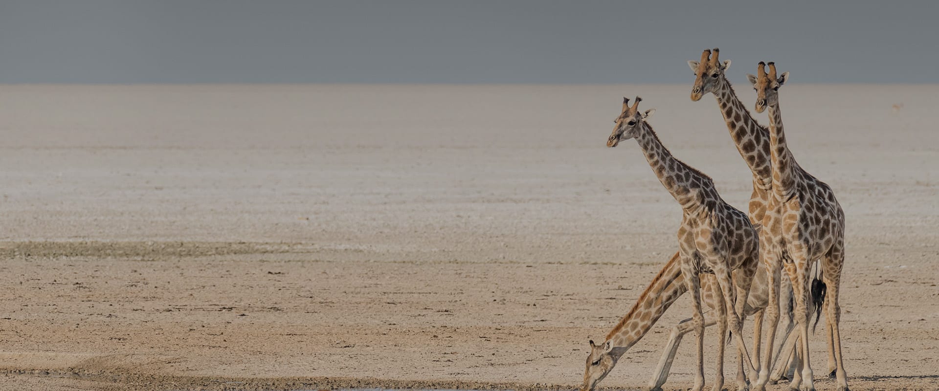 Giraffes drinking at Etosha in Namibia while on safari