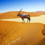Book your luxury Namibia safari for 2023 Experience the beauty of endless deserts, climb some of the world’s highest dunes and witness the most adaptable wildlife on Earth surviving in one of the harshest climates in Africa. Jewel of Africa Safaris’ expert team will assist you in experiencing a luxury Namibia safari at its finest – contact us now to book for 2023