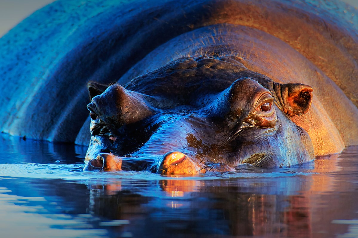 Hippo in Okavango Delta
